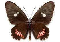 PARIDES PANARES PANARES 